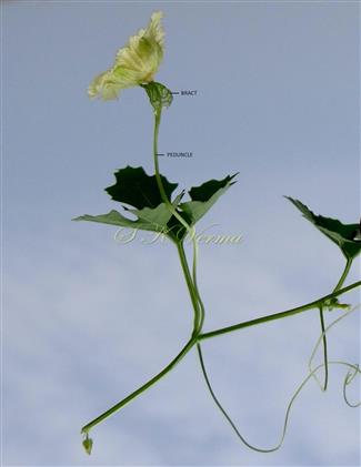  Male Flower
